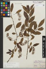 Foto von Salix pentandra L.